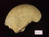 藏品(小型菊石化石)的圖片